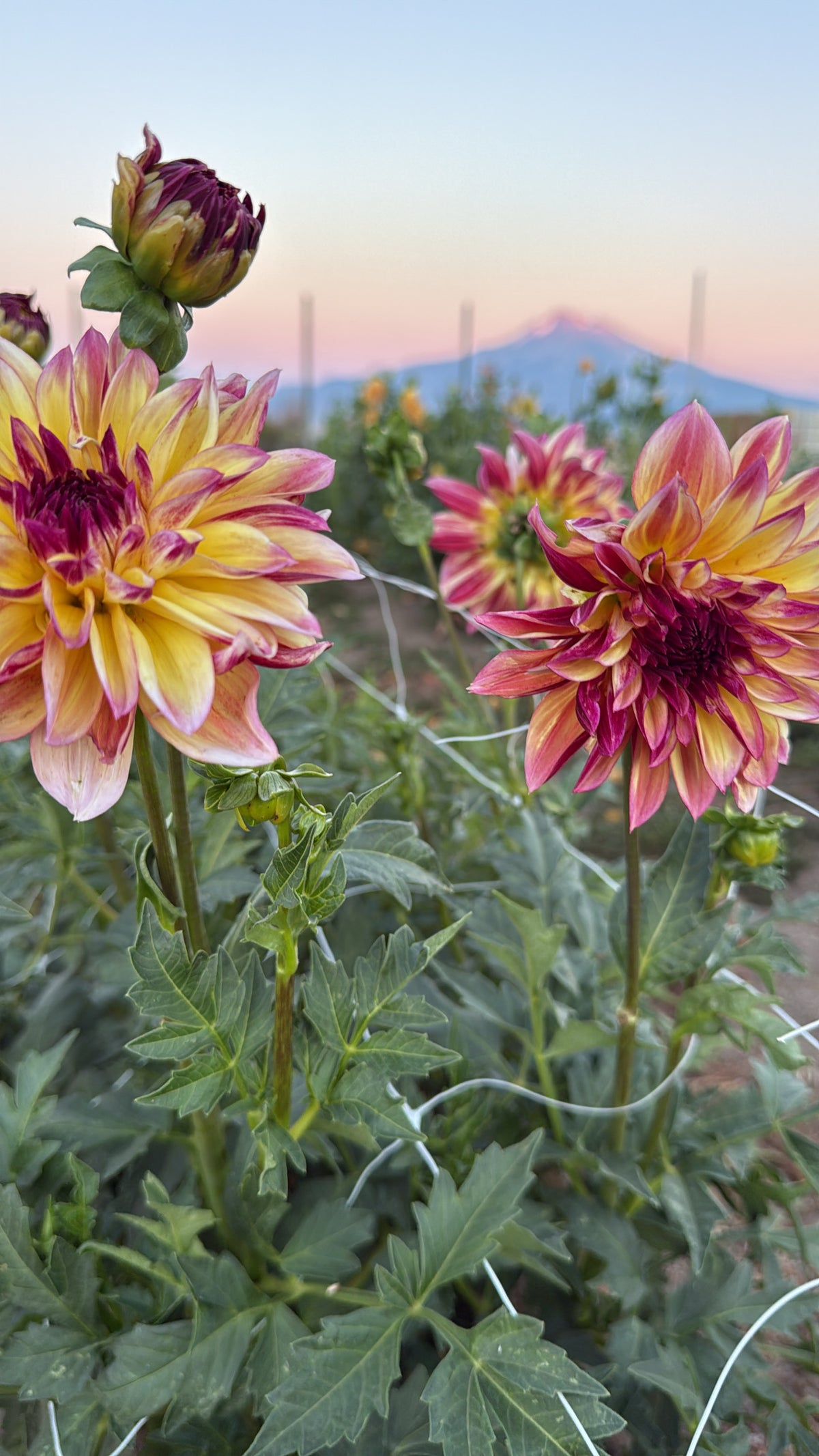 Dahlias- Farmers Choice Bucket