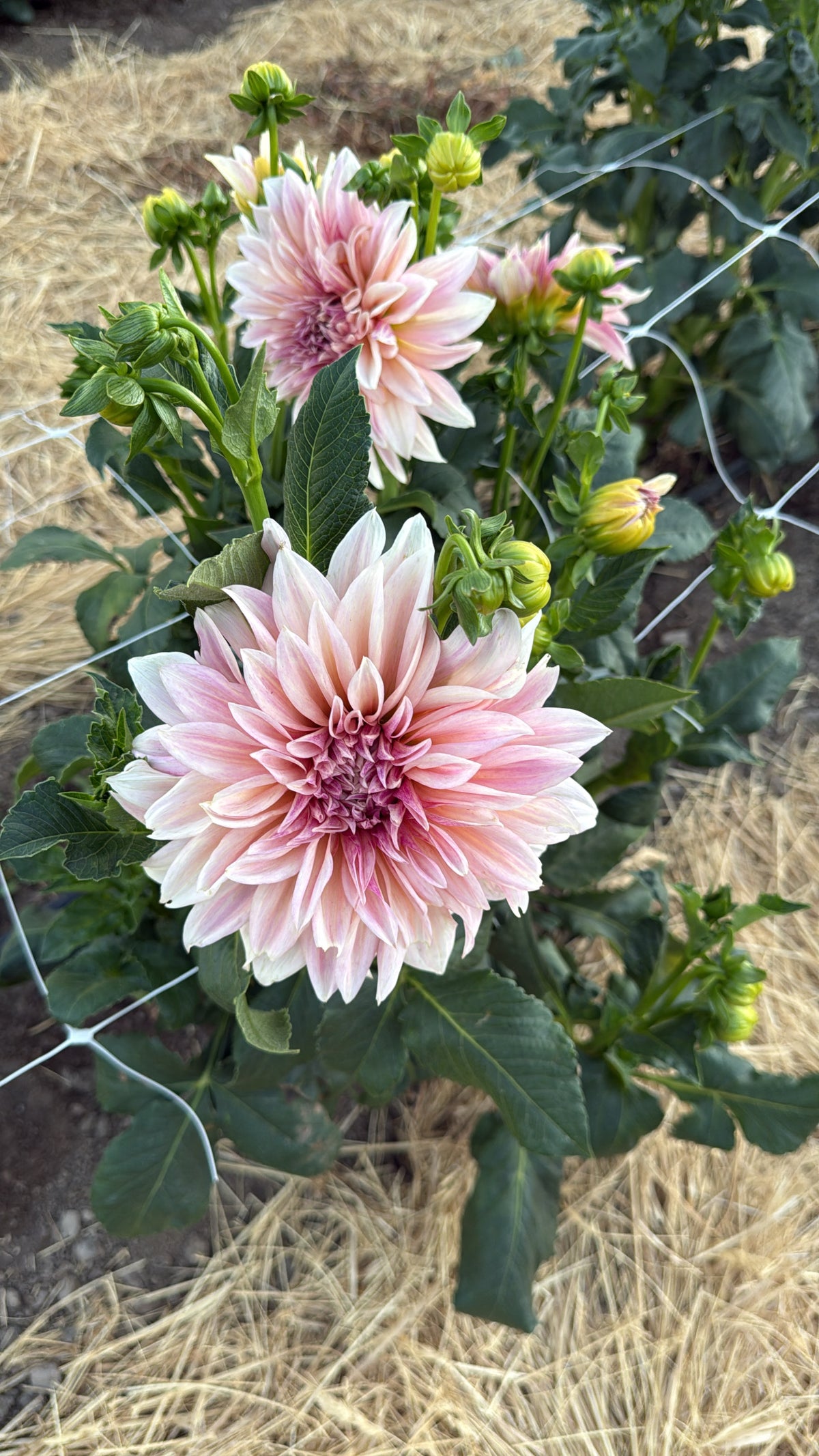 Dahlias- Farmers Choice Bucket