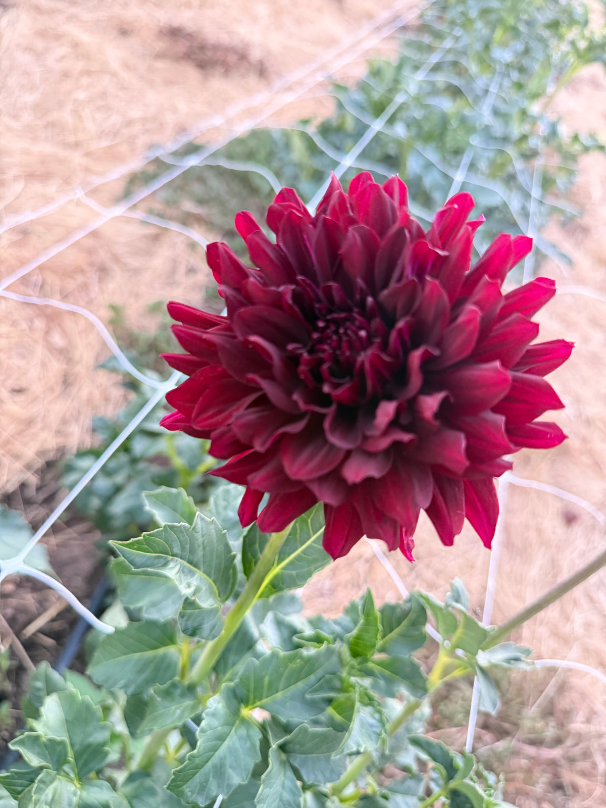 Dahlias- Farmers Choice Bucket
