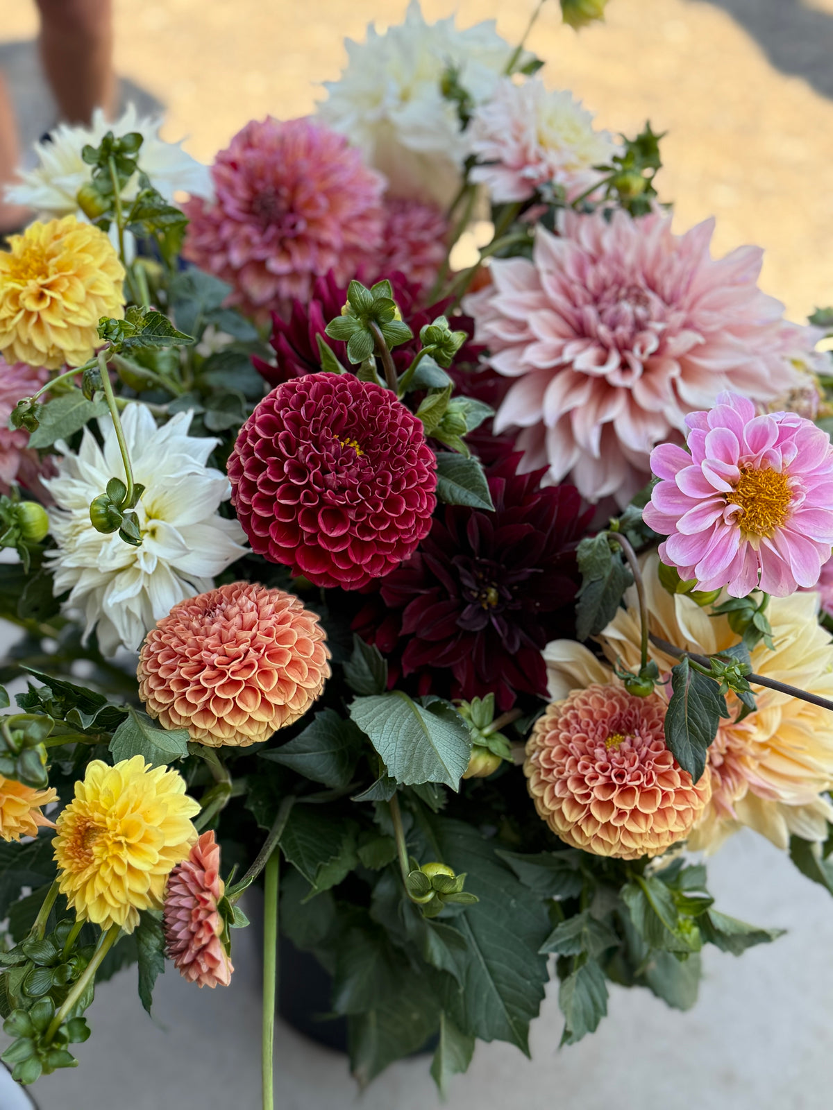 Dahlias- Farmers Choice Bucket