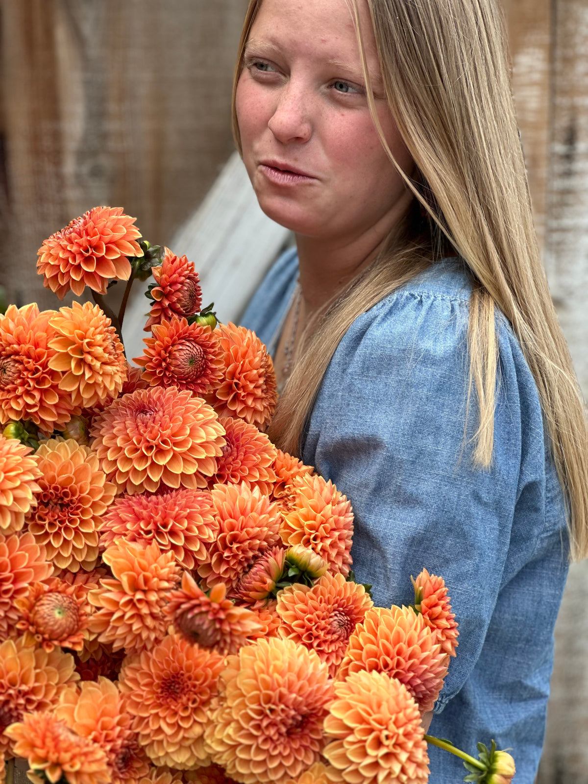 Dahlias- Farmers Choice Bucket
