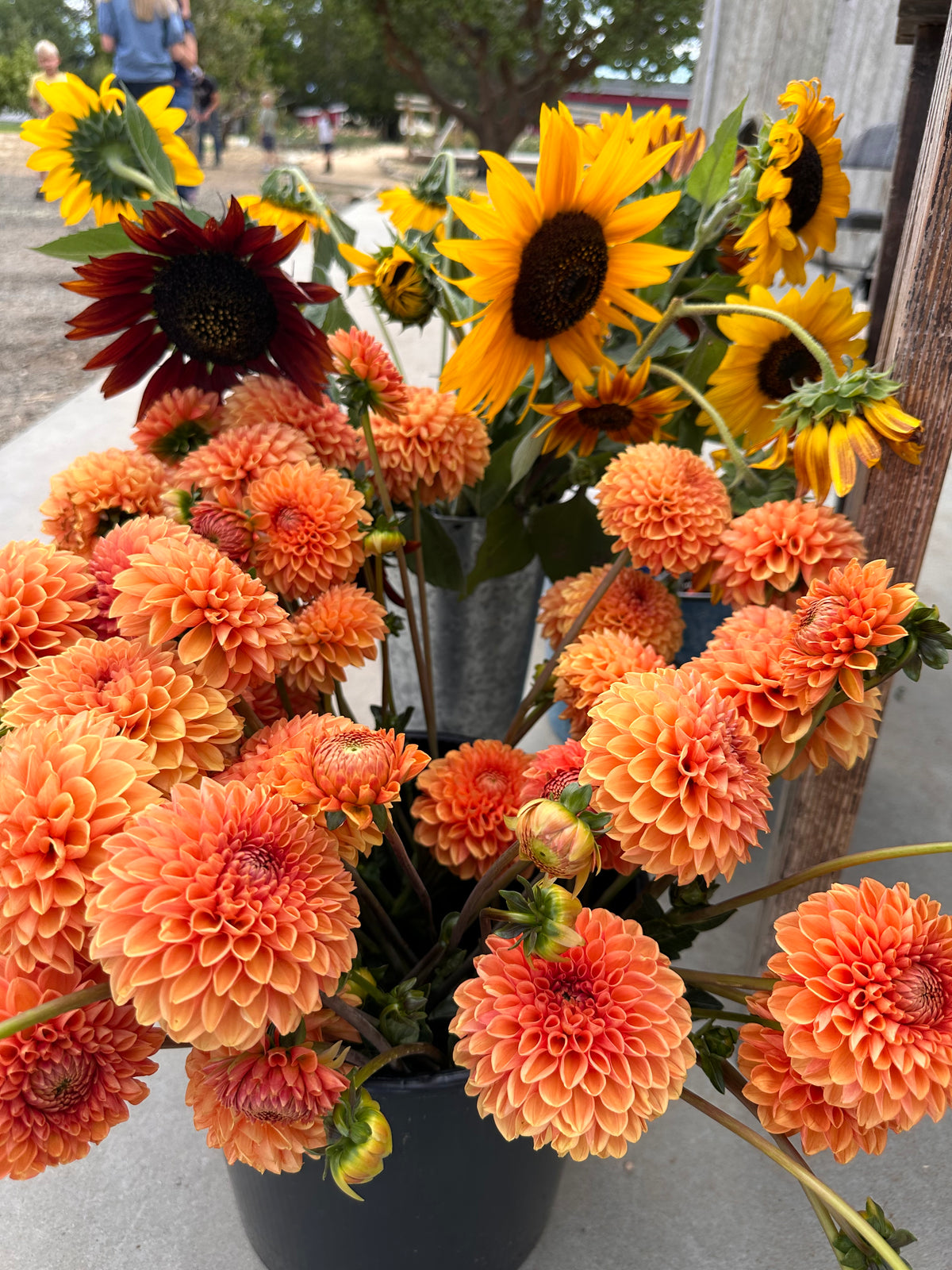 Dahlias- Farmers Choice Bucket