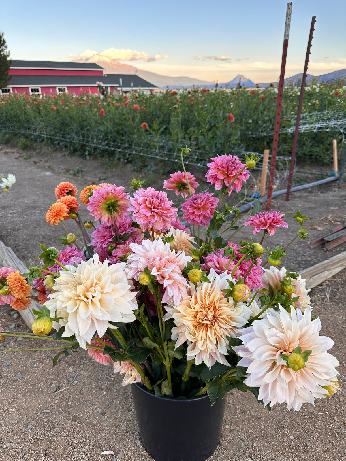 Dahlias- Farmers Choice Bucket