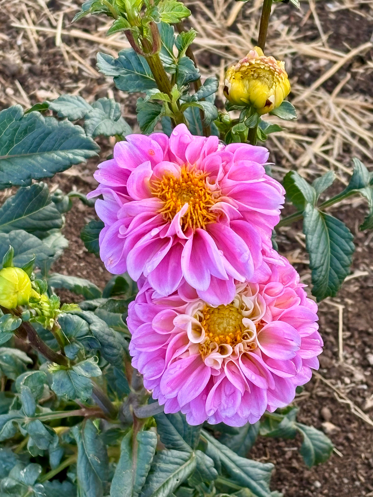 Dahlias- Farmers Choice Bucket